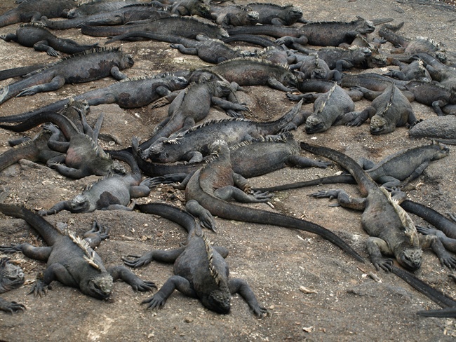 ../../Pictures/050210/078 Meerechsen.JPG